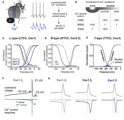 Voltage-Gated Ca2+ Channels in Dopaminergic Substantia Nigra Neurons: Therapeutic Targets for Neuroprotection in Parkinson's Disease?